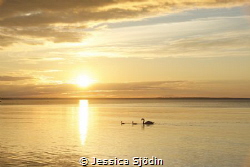 I had company in the sunset with a beautiful swan family. by Jessica Sjödin 
